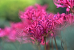 Lycoris