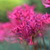 Lycoris