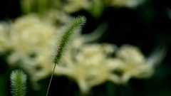 いぬころ草