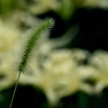いぬころ草