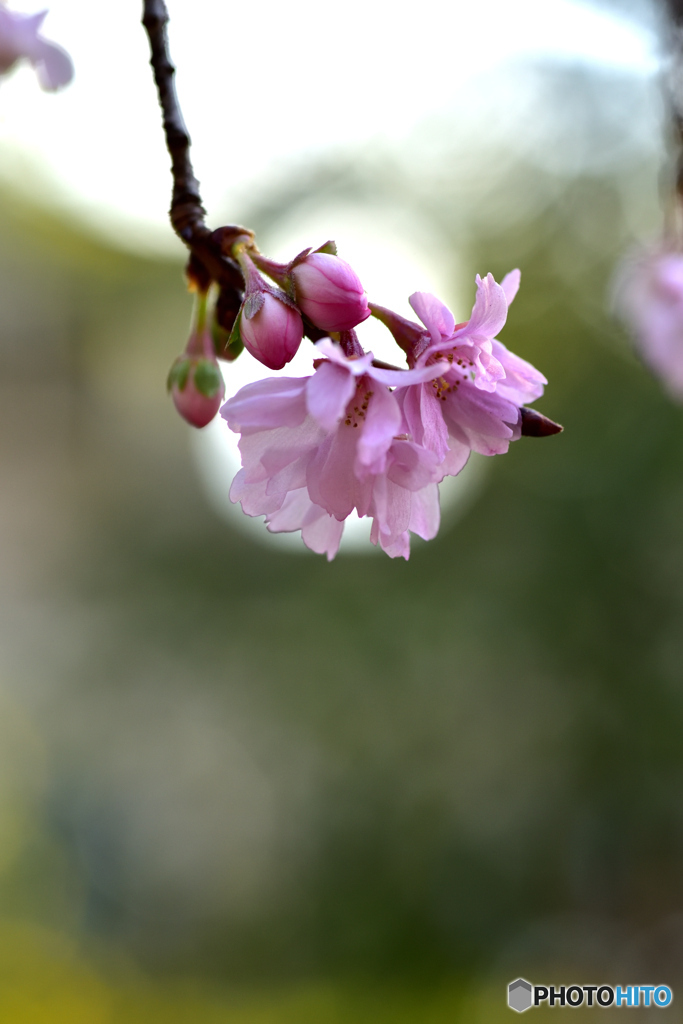 2020年01月の十月桜 2