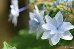 紫陽花の笑顔