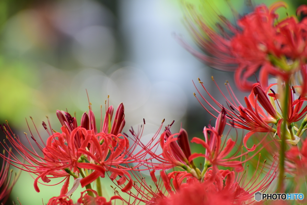 曼珠沙華