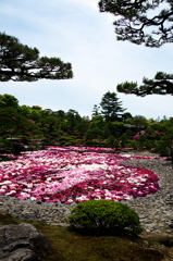 浮かぶ牡丹と松