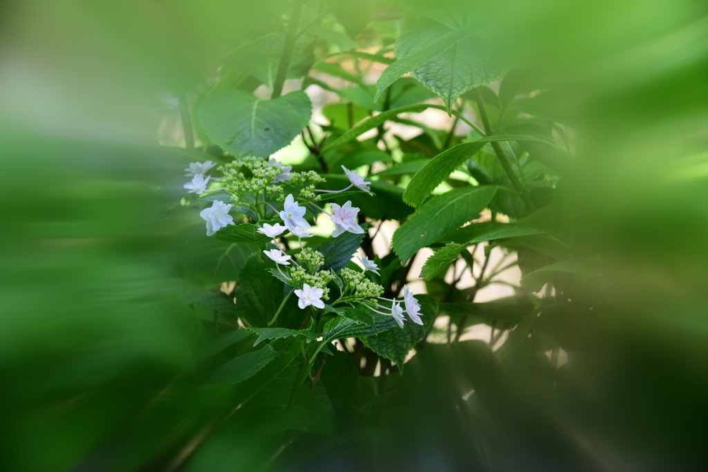 紫陽花