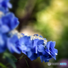 紫陽花