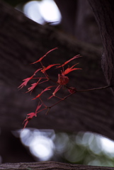 少しの紅葉
