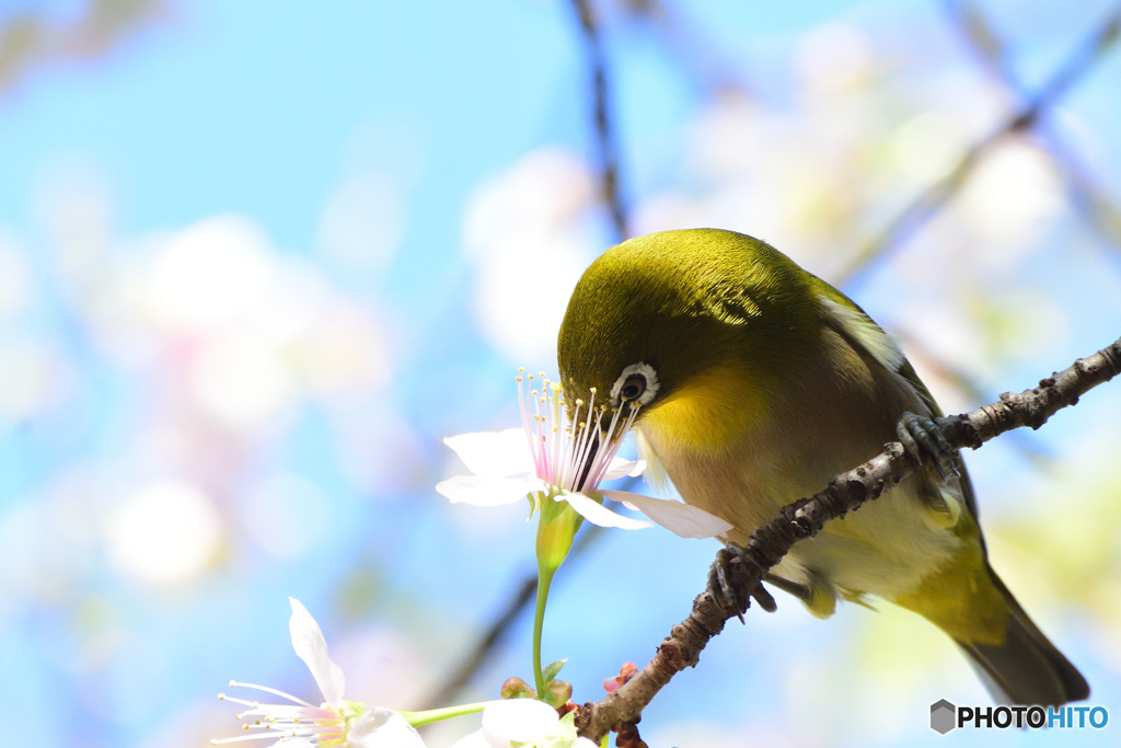 ヒマラヤ桜に目白
