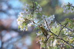 桜によいしょ