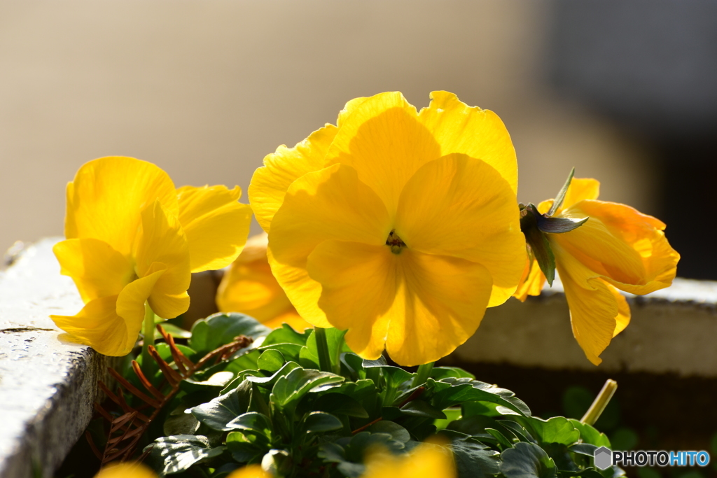 Pansy