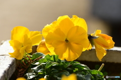 Pansy