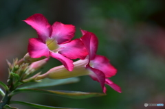 砂漠の薔薇