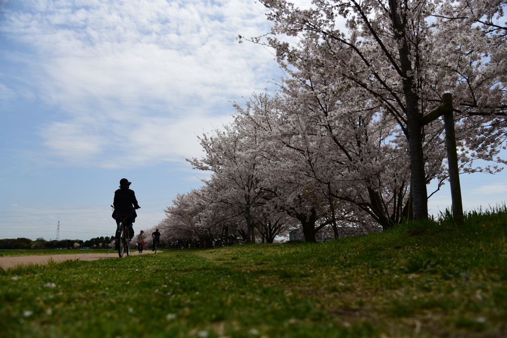 花見散歩と自転車