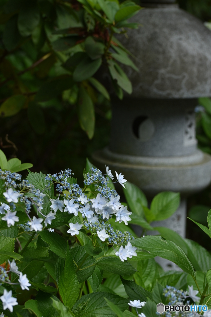 紫陽花