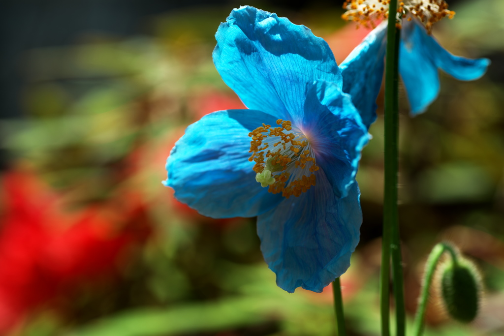 ヒマラヤの青いケシ