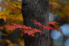 小さな枝にも紅葉
