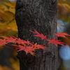 小さな枝にも紅葉
