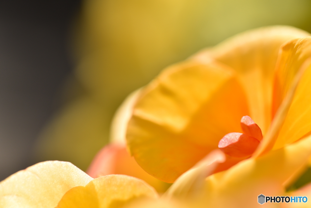 Begonia