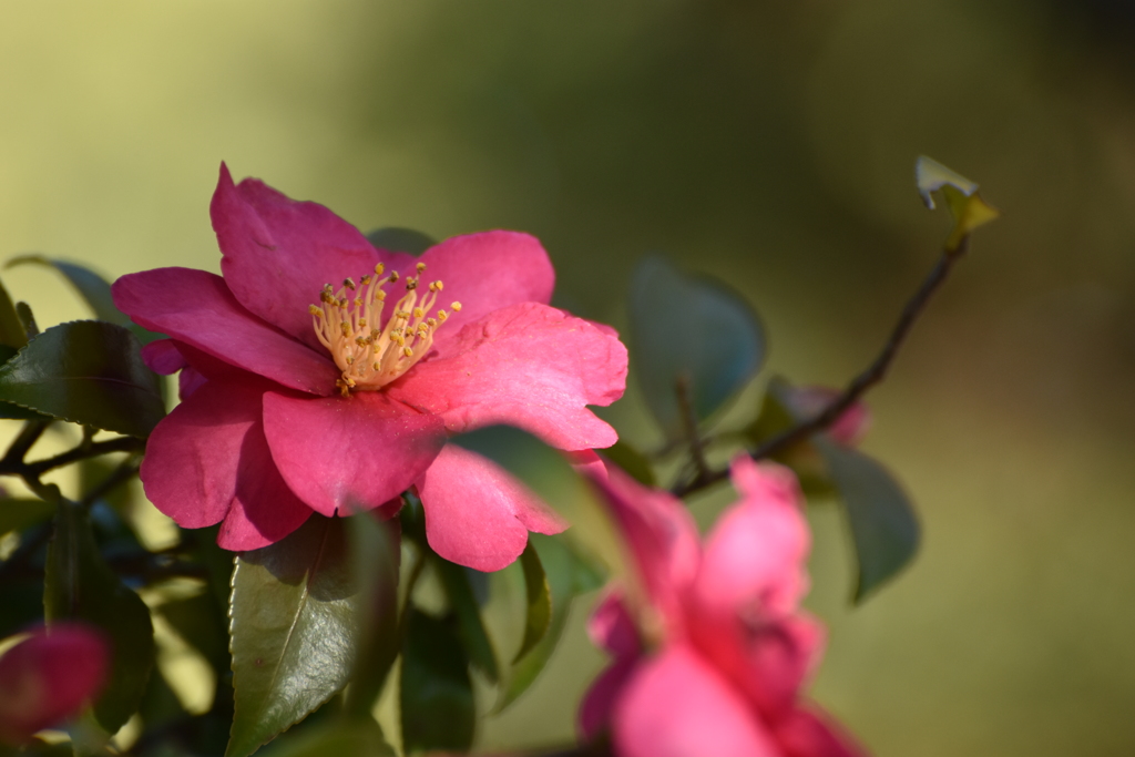 山茶花