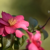 山茶花