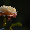 一本の薔薇