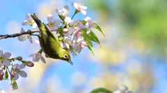 ヒマラヤ桜とメジロ