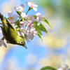 ヒマラヤ桜とメジロ