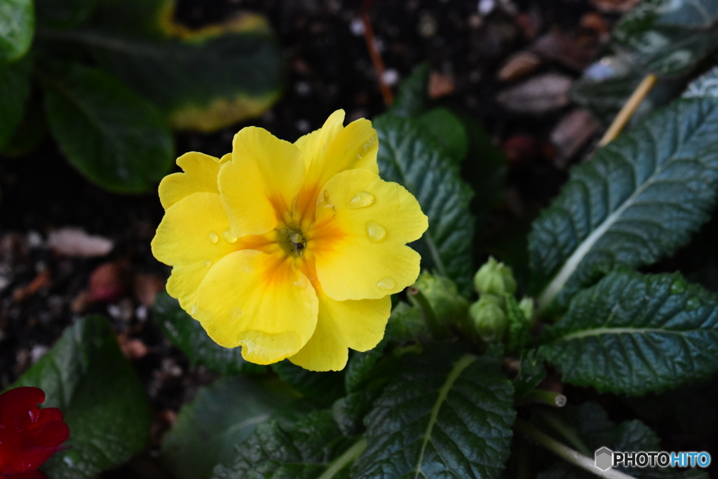 Primula