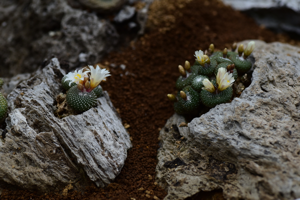 小さなサボテン松露玉