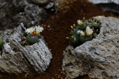 小さなサボテン松露玉