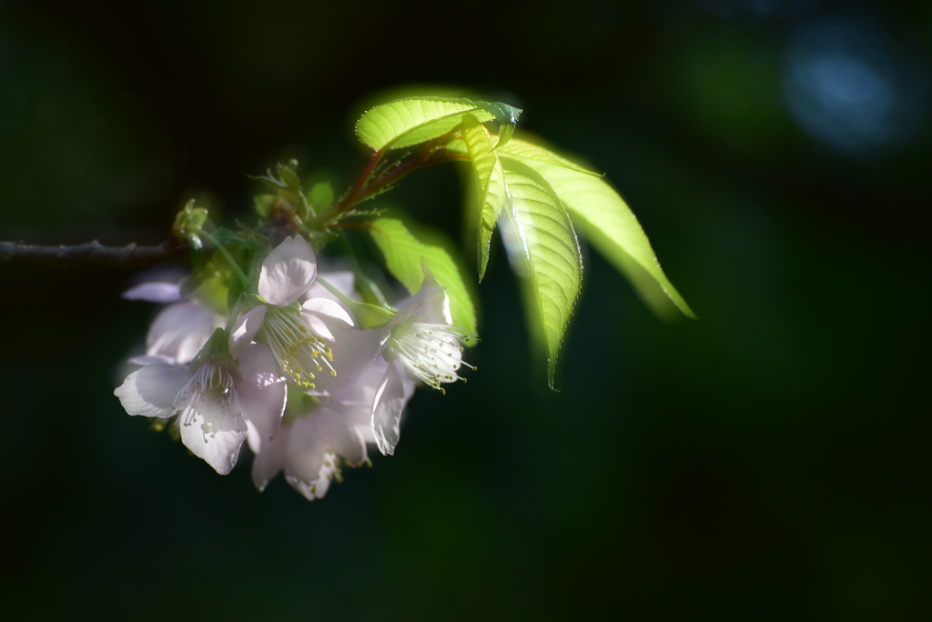 ヒマラヤ桜 ３