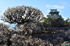 大阪梅の陣