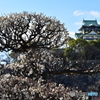 大阪梅の陣