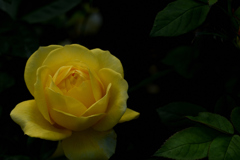 幸せの黄色い薔薇
