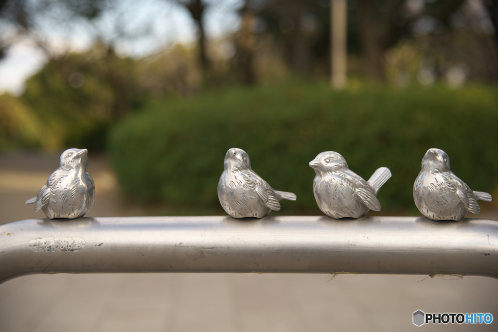 鳴かない鳥