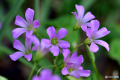 可憐に咲く野の花