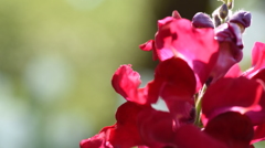 光が作る花造形