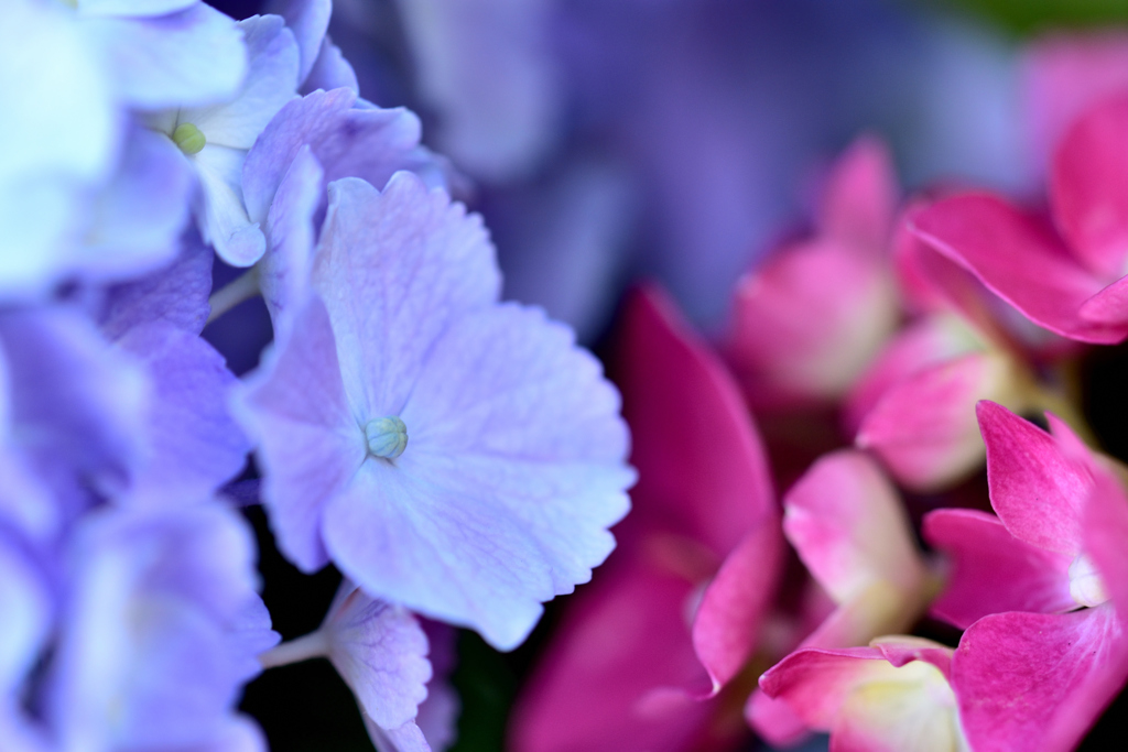 紫陽花２