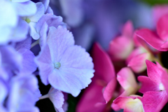 紫陽花２