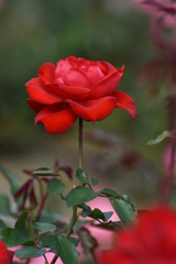 薔薇一輪 2