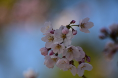 桜咲く