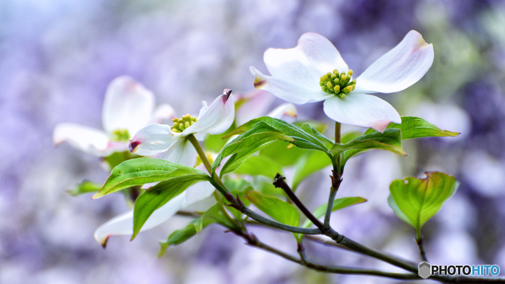 花水木