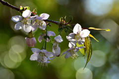 ヒマラヤ桜