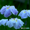 これで勝負(菖蒲)