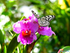 花と蝶(オオゴマダラ)