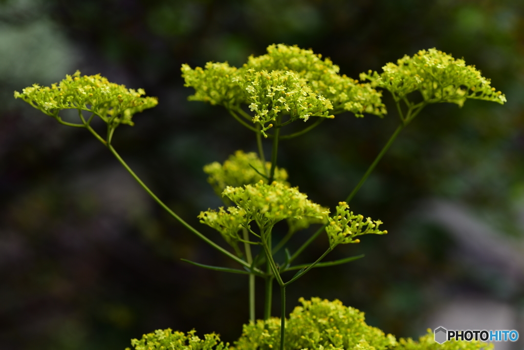 誰が名付けた･･･女郎花