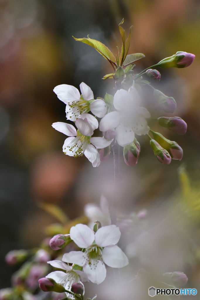 冬に咲く桜