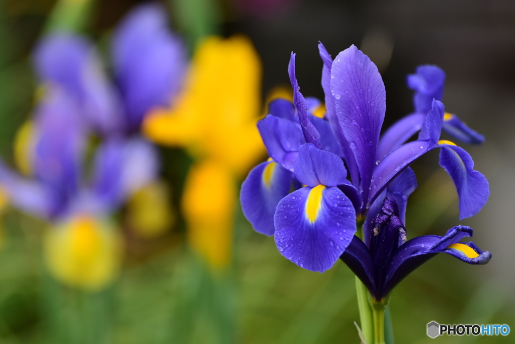 菖蒲