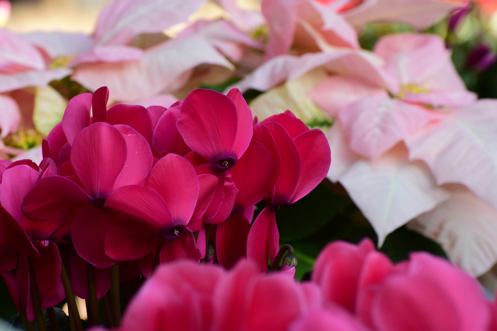 Cyclamen