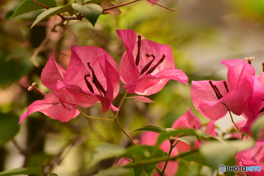 Bougainvillea